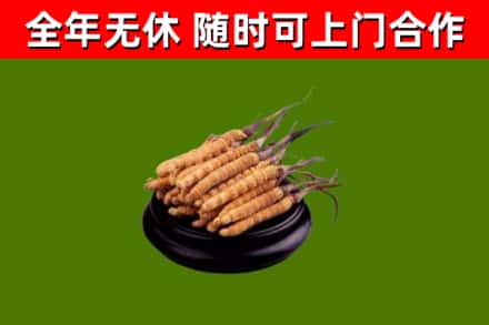 新余烟酒回收冬虫夏草.jpg